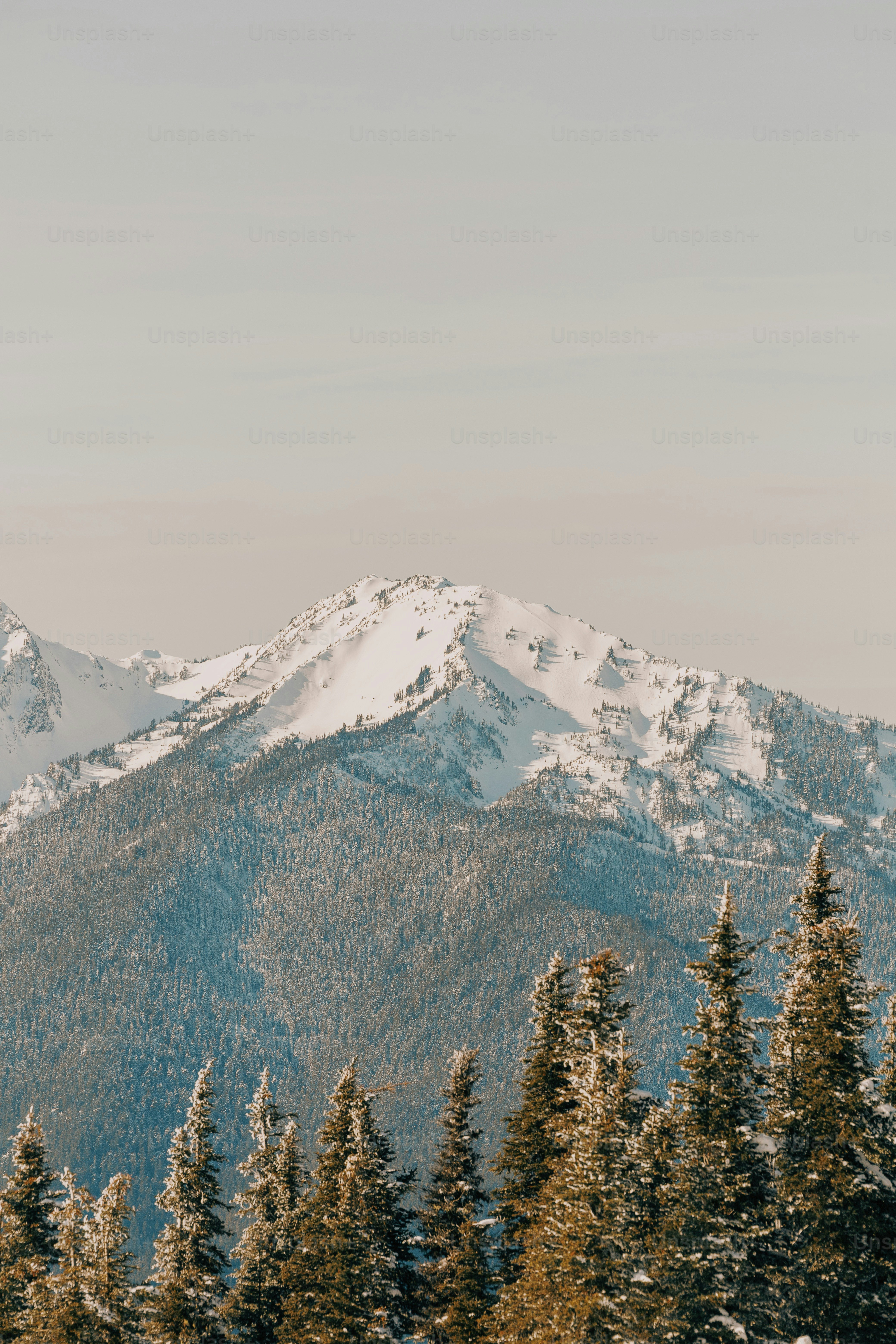 a snow covered mountain with trees in the foreground