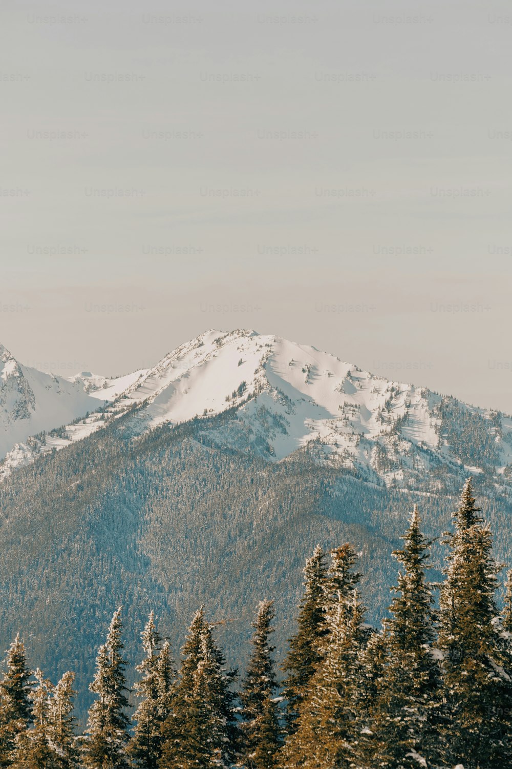 a snow covered mountain with trees in the foreground