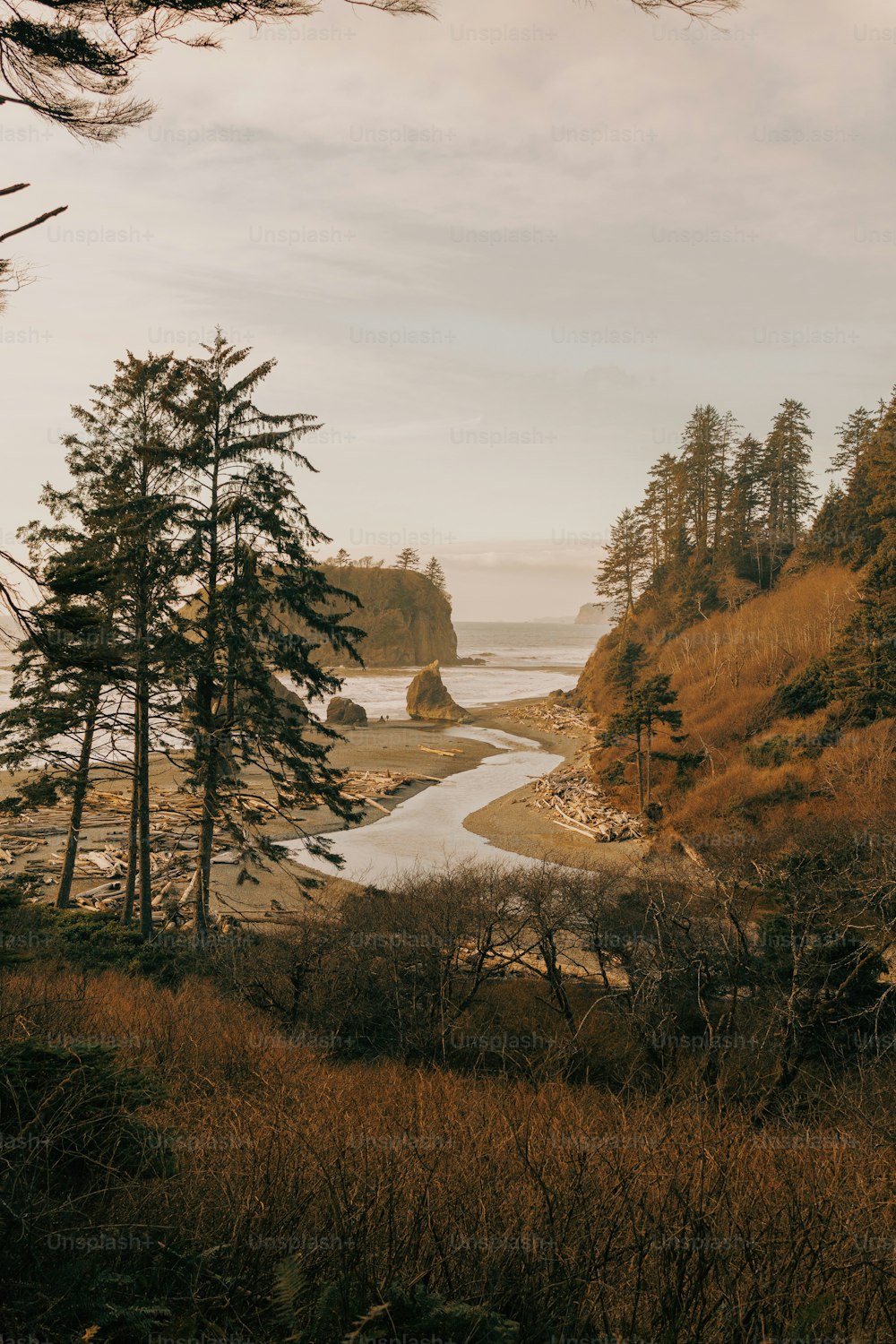 a scenic view of a river running through a forest