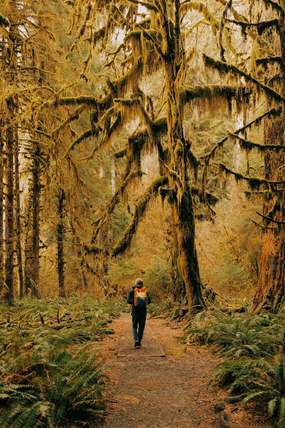 a person walking down a path in a forest