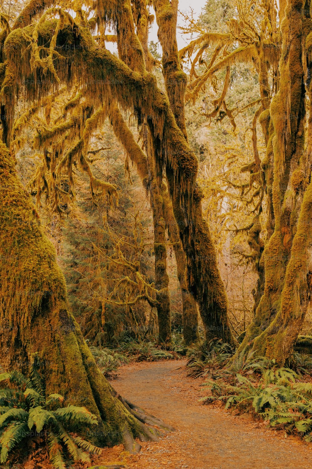 a dirt path surrounded by trees covered in moss