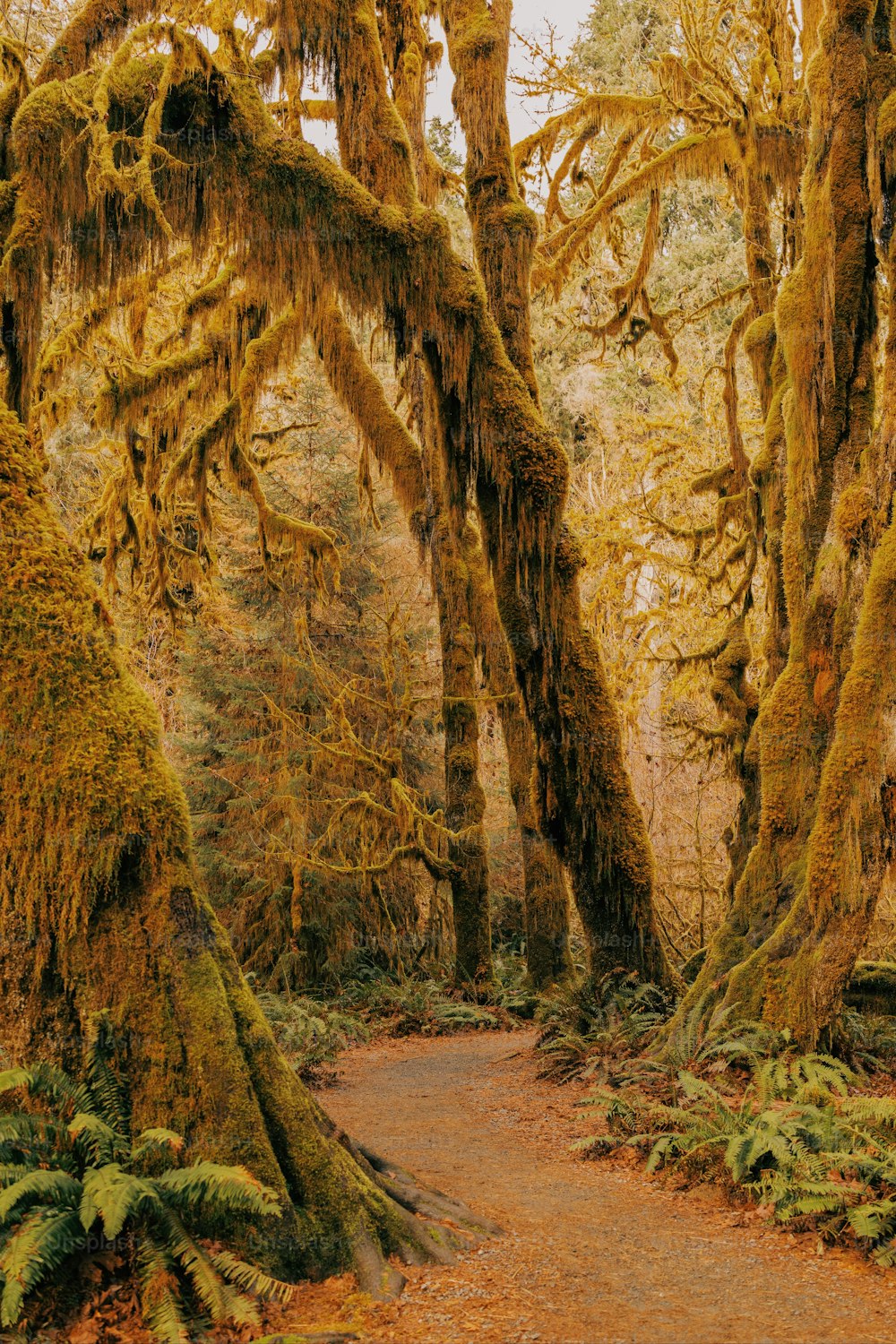 un sentiero sterrato circondato da alberi coperti di muschio