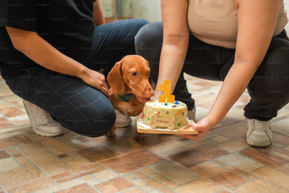 개가 바닥에서 생일 케이크 냄새를 맡고 있다