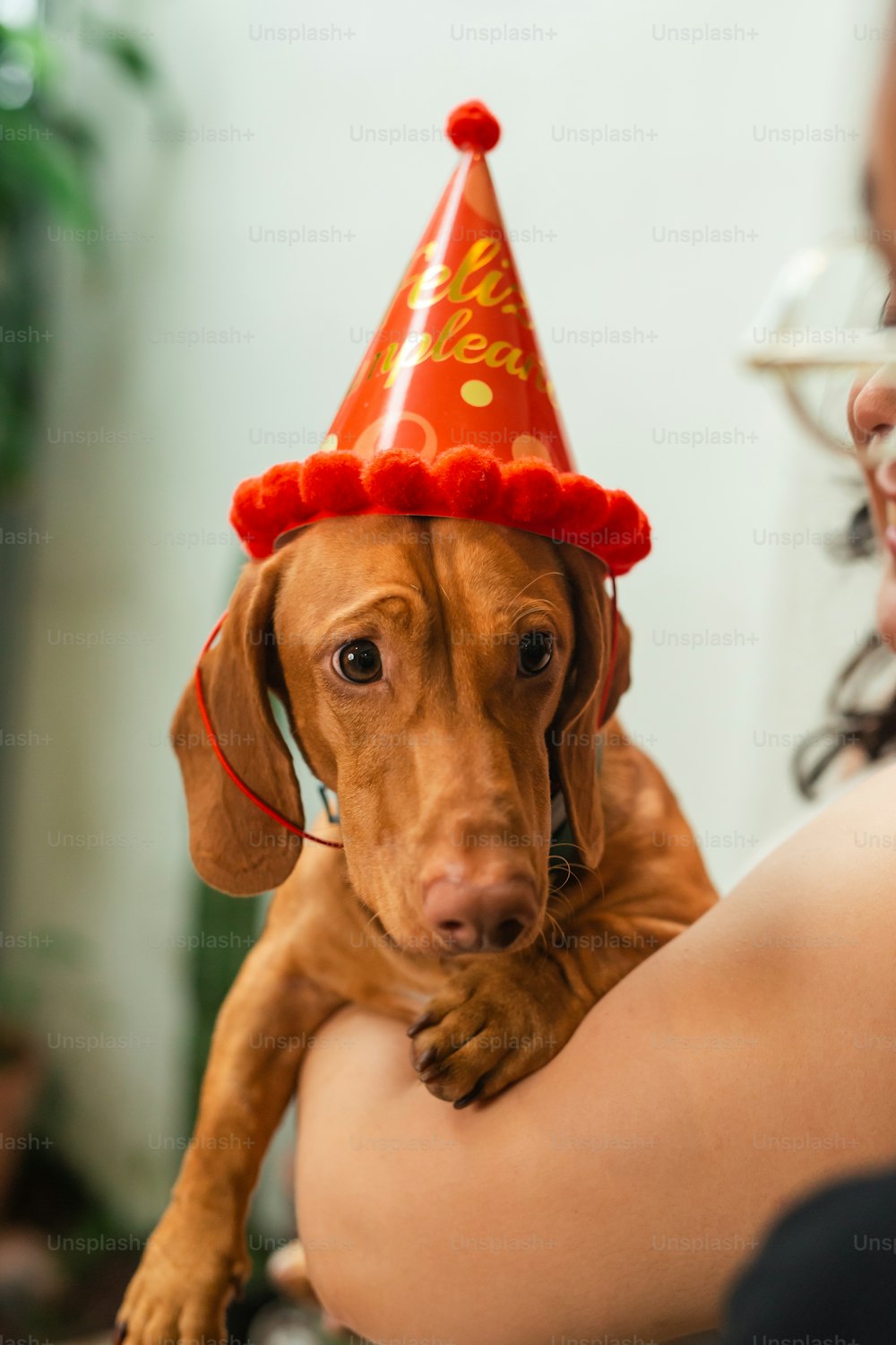 a brown dog wearing a red party hat