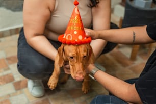 a dog wearing a birthday hat being held by a person
