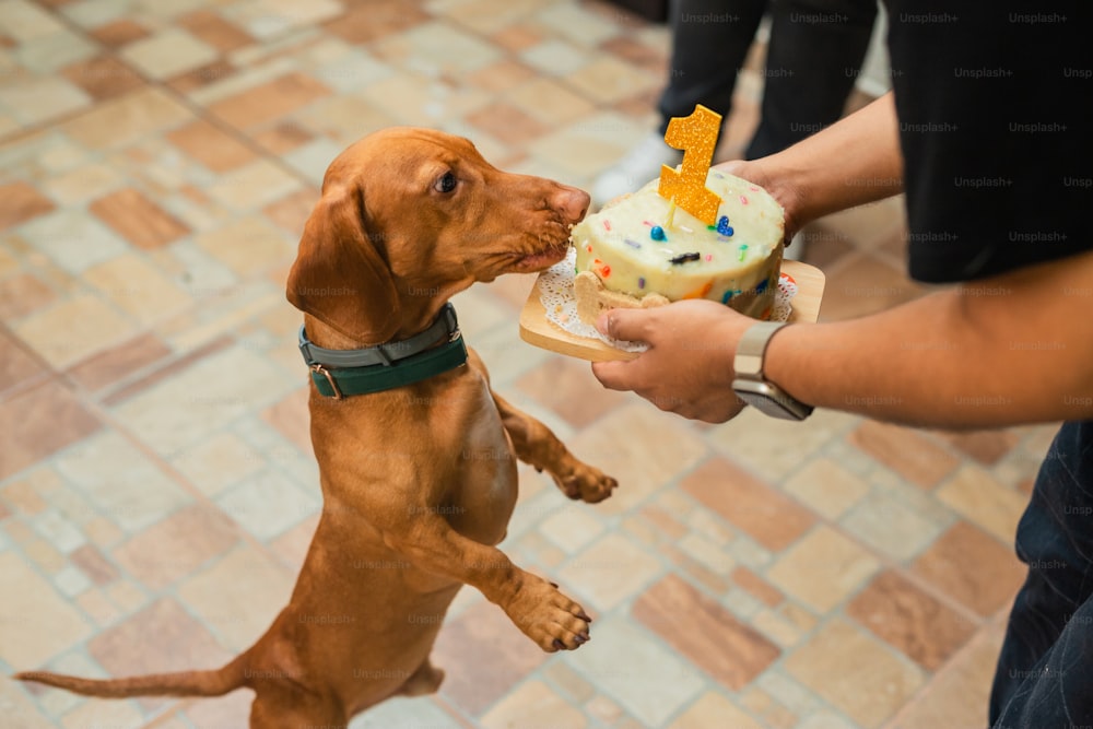 Una persona alimentando a un perro con un pastel de cumpleaños