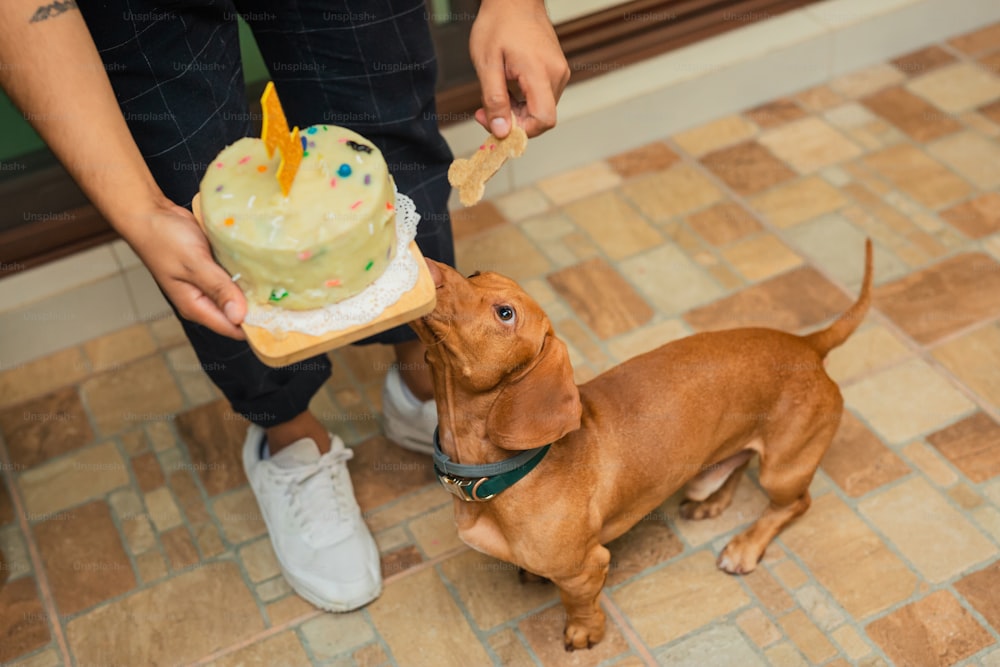 a small brown dog standing next to a person holding a piece of cake