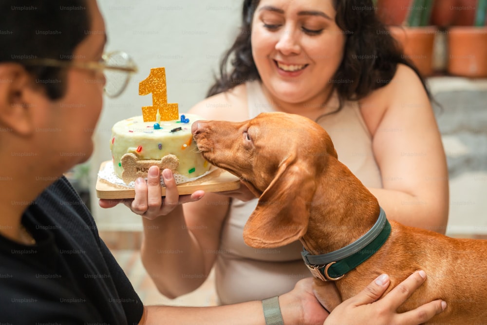 女性が犬にバースデーケーキを食べている