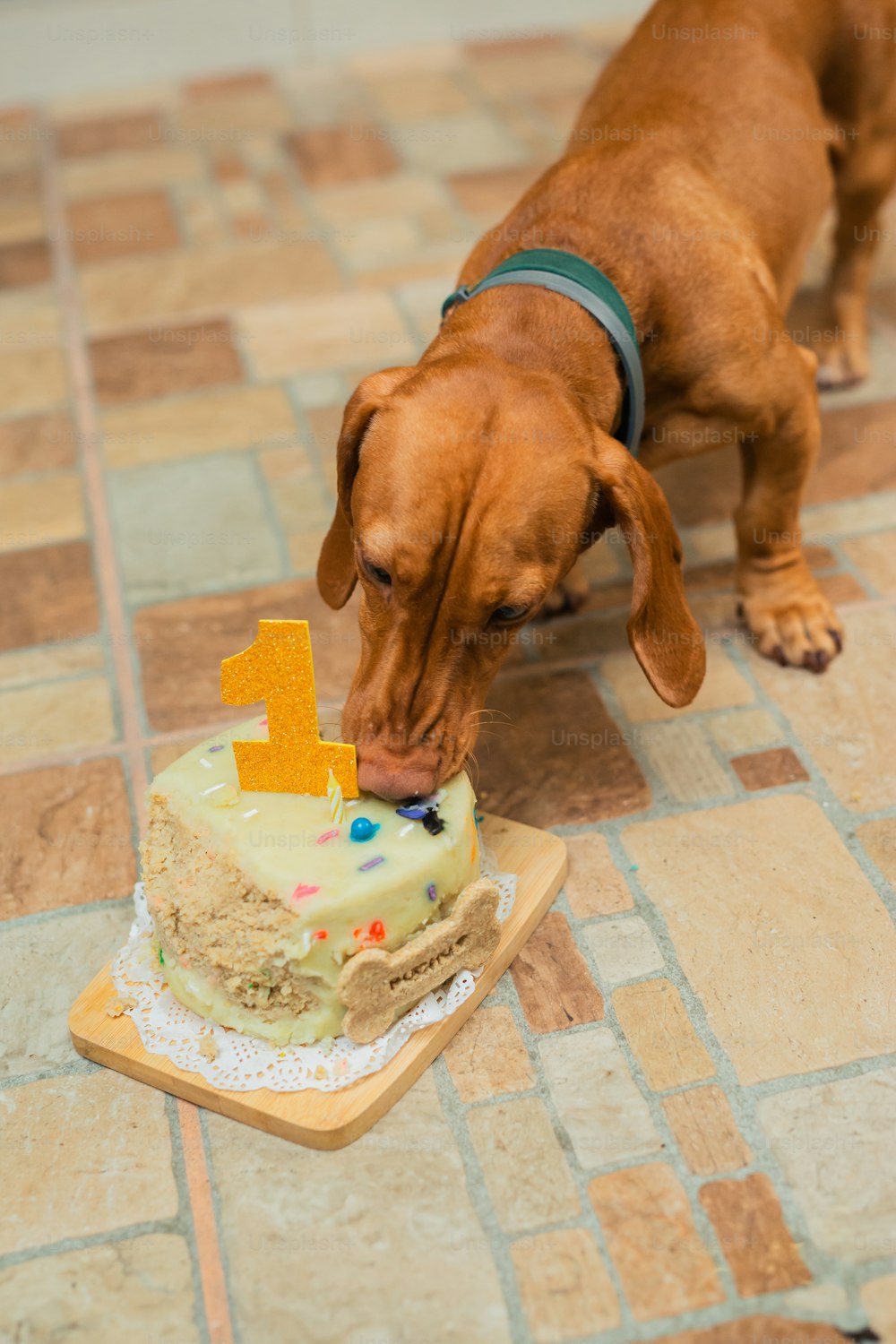 a dog sniffing a birthday cake on the floor