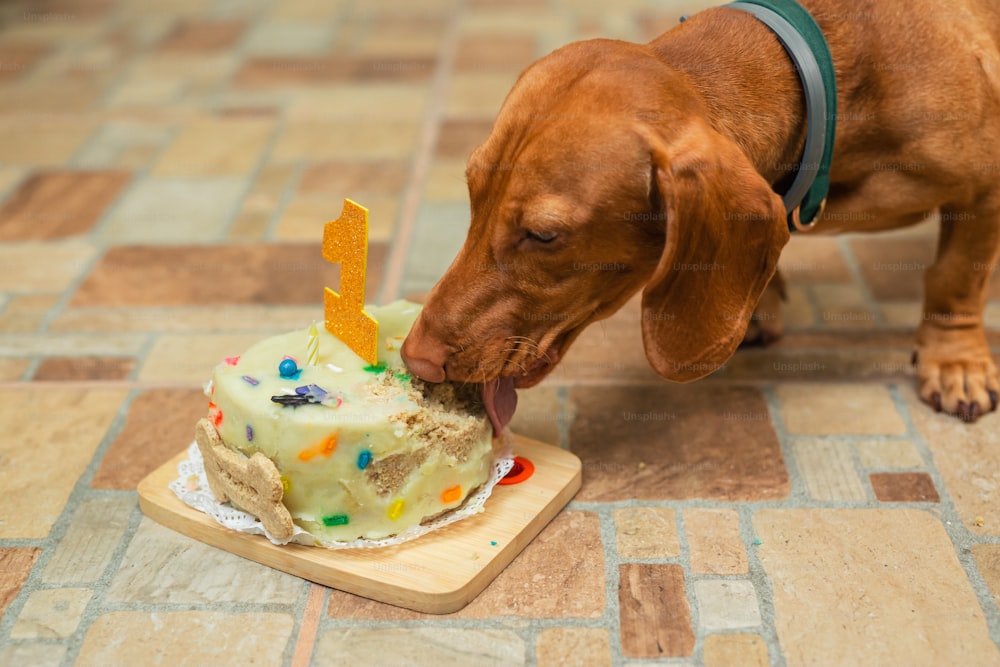 Ein Hund, der einen Geburtstagskuchen mit einer Kerze Nummer eins leckt