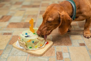 a dog licking a birthday cake with a number one candle