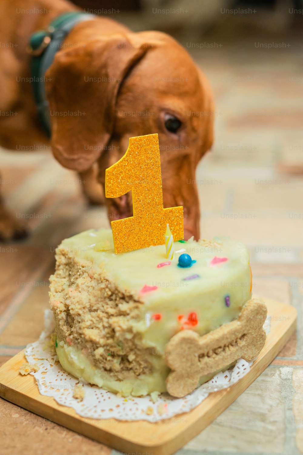 a dog is looking at a birthday cake