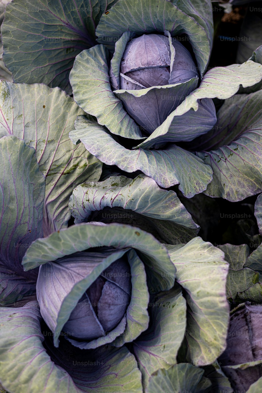 a close up of a group of cabbage plants
