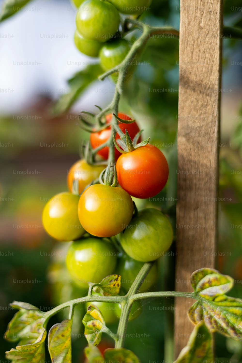 a bunch of tomatoes growing on a vine