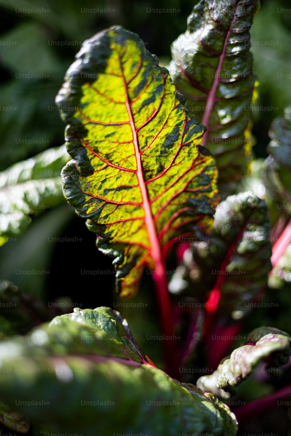 a close up of a green leafy plant with red stems