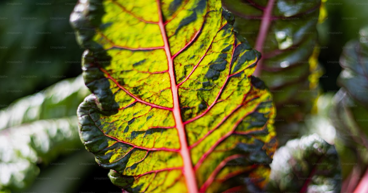 Un gros plan d’une plante à feuilles vertes avec des tiges rouges photo ...