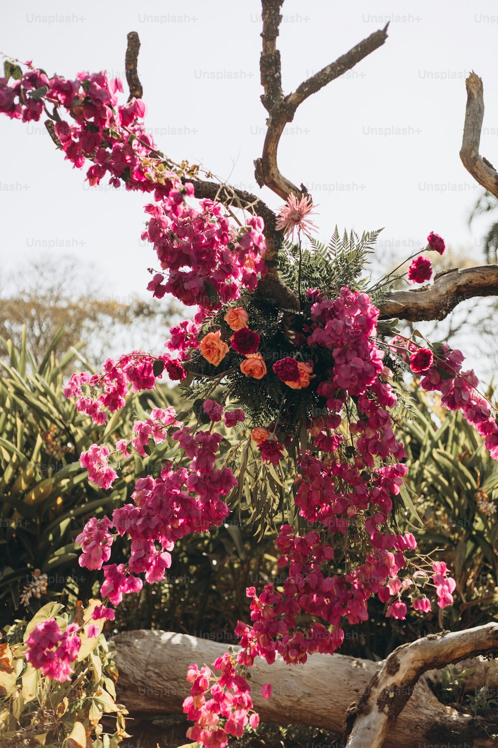 ein Strauß rosa Blumen, die an einem Baum hängen