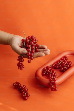 a person holding a bunch of red berries