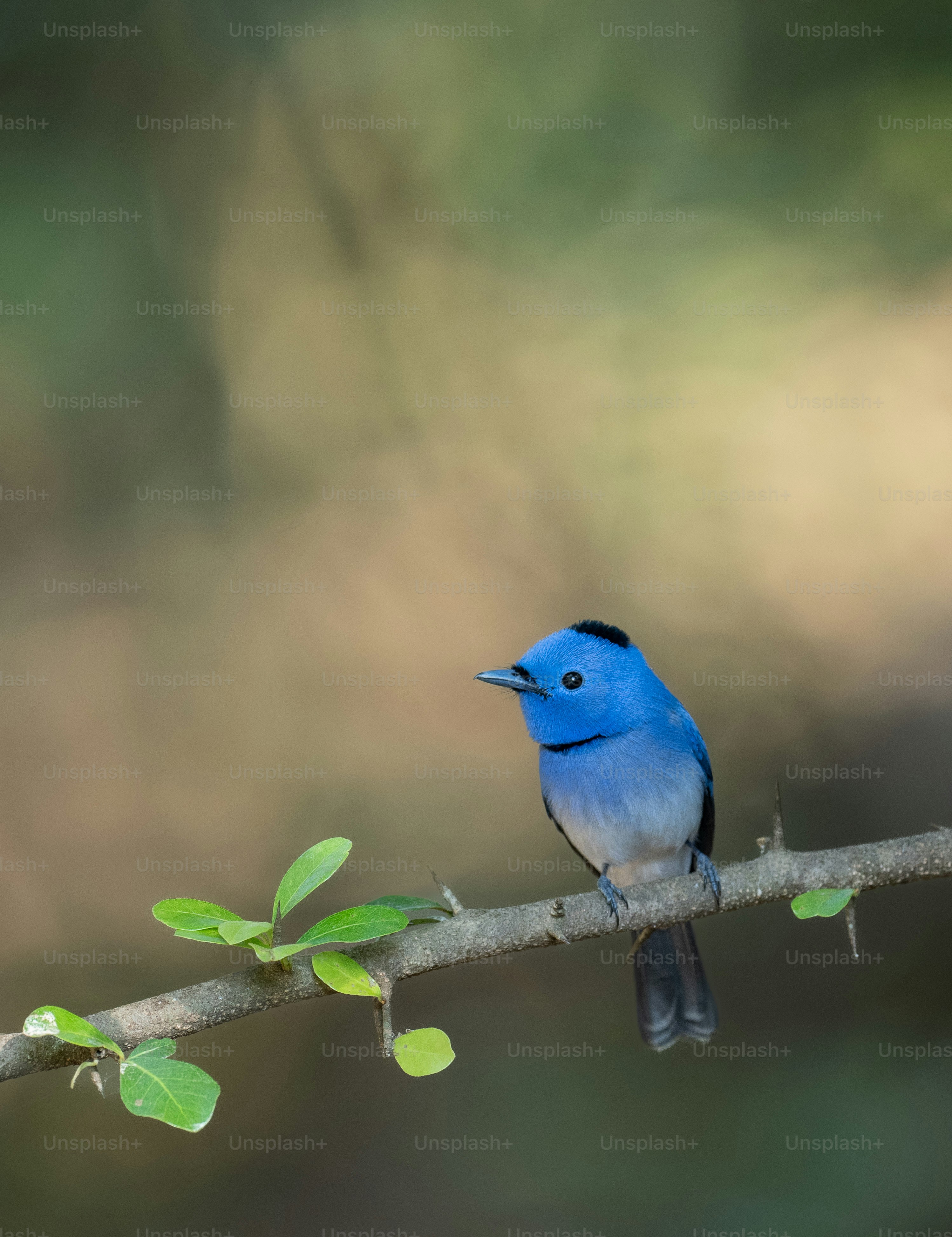 枝にとまった小さな青い鳥