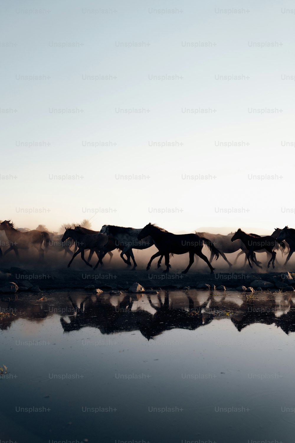 Un troupeau de chevaux courant sur un plan d’eau