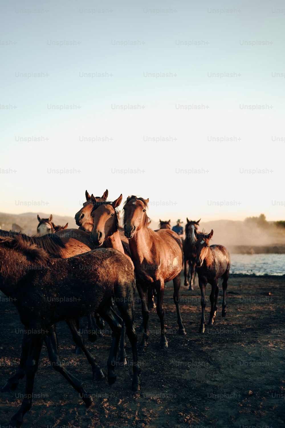 Un troupeau de chevaux marchant à travers un champ de terre