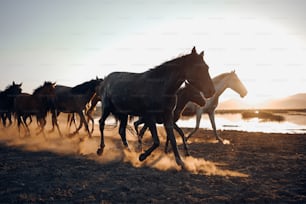 a herd of horses running across a dirt field
