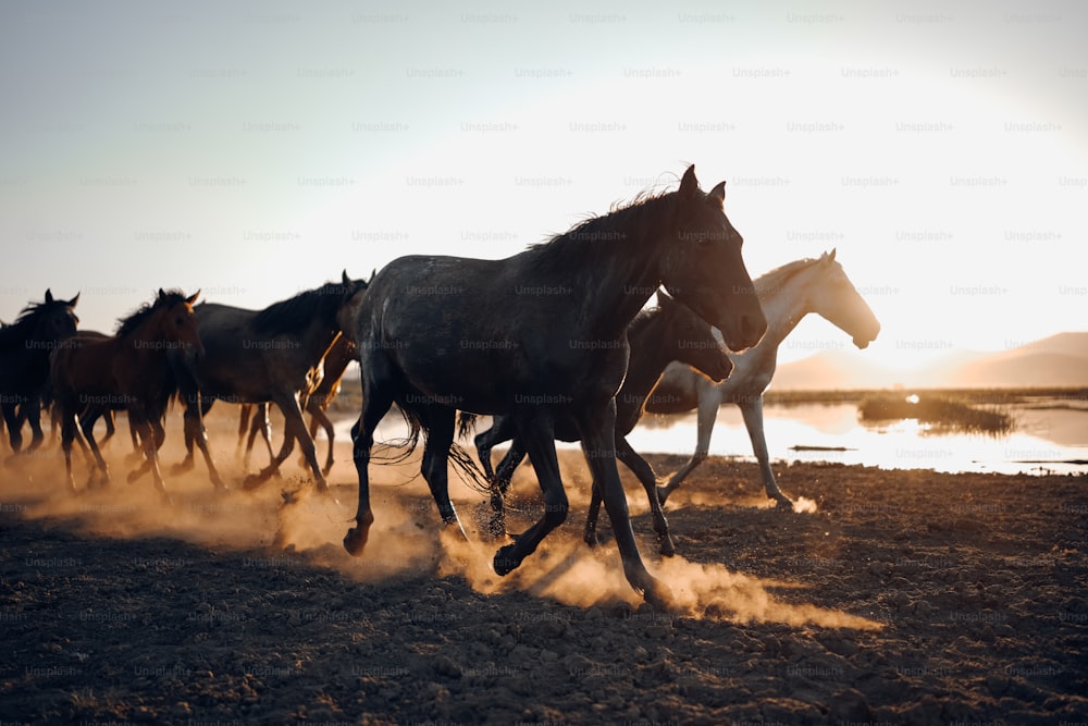 Un troupeau de chevaux courant à travers un champ de terre