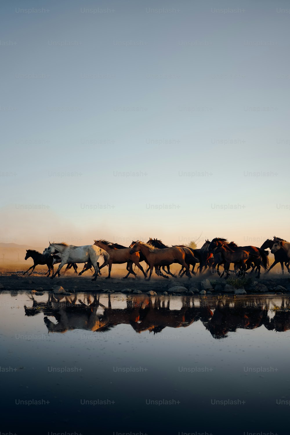 a herd of horses walking across a river