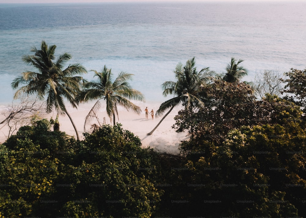 a couple of palm trees sitting on top of a beach