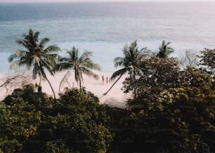 ein paar Palmen, die auf einem Strand sitzen