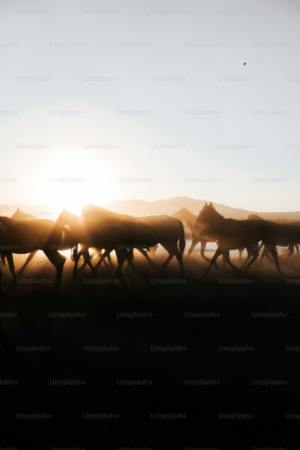a herd of cattle walking across a grass covered field