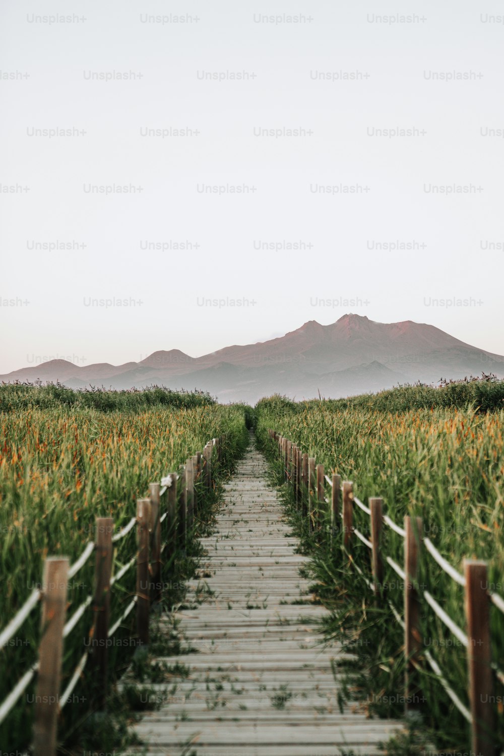 a wooden path in a field with mountains in the background