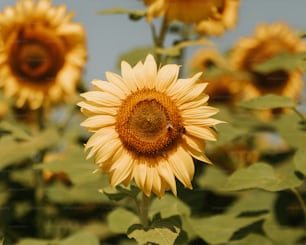 eine große Sonnenblume mit einer Biene darauf
