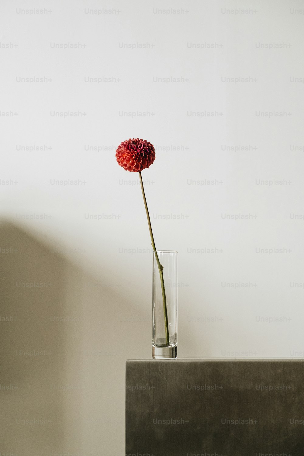 a single red flower in a glass vase