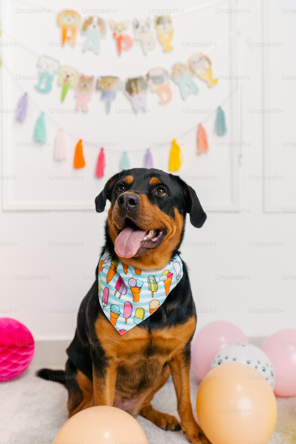 a black and brown dog sitting next to balloons
