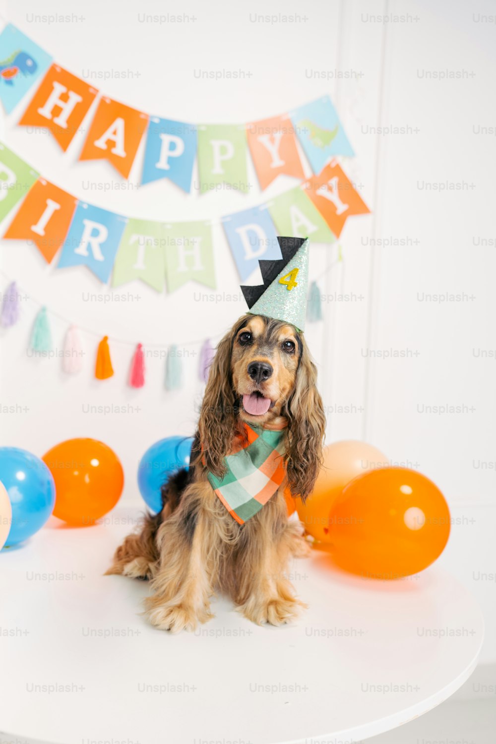 Un perro con un sombrero de cumpleaños y una bufanda