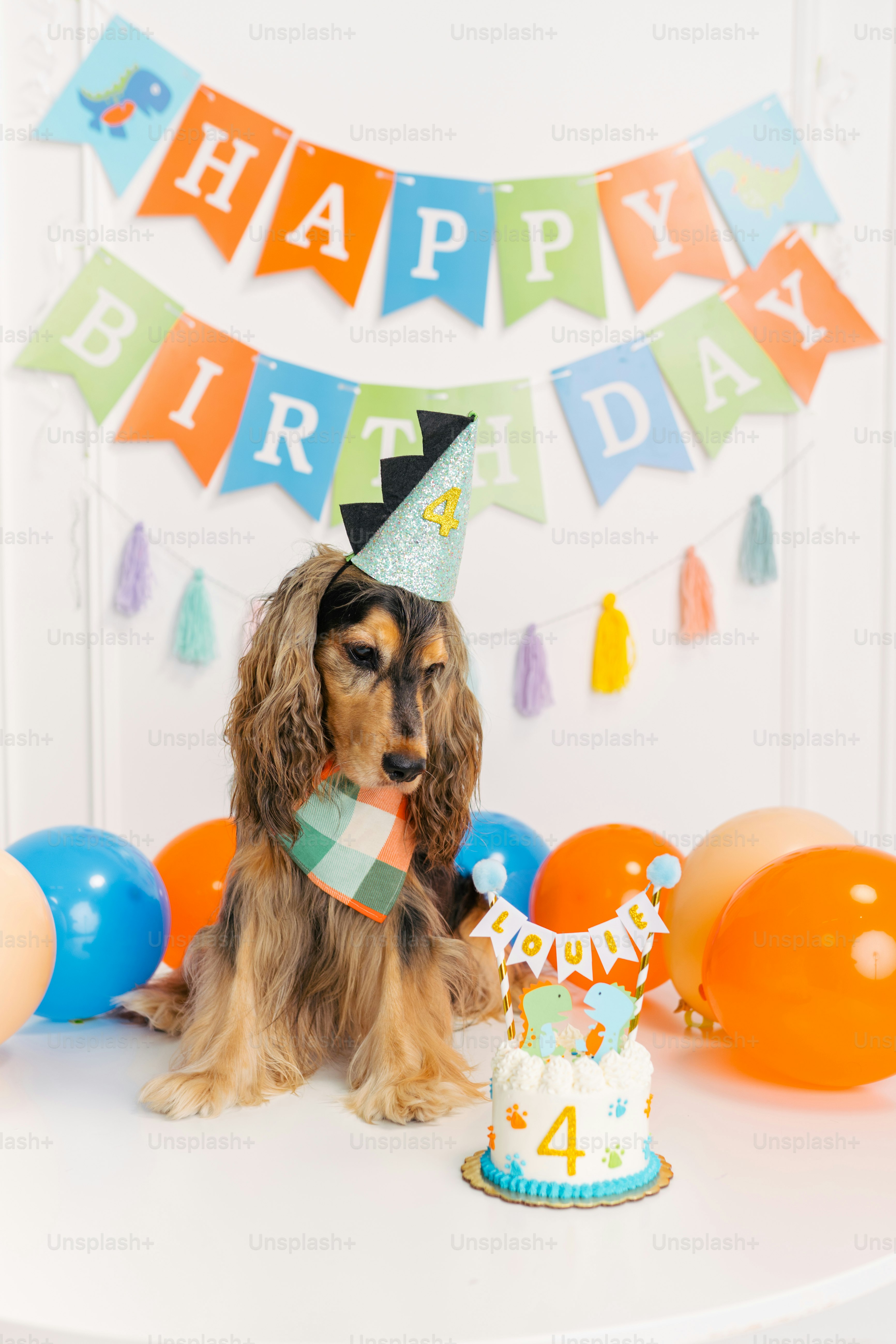 A dog sitting in front of a birthday cake photo – Dog Image on Unsplash