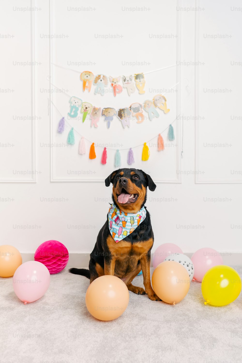 a dog sitting in front of a bunch of balloons