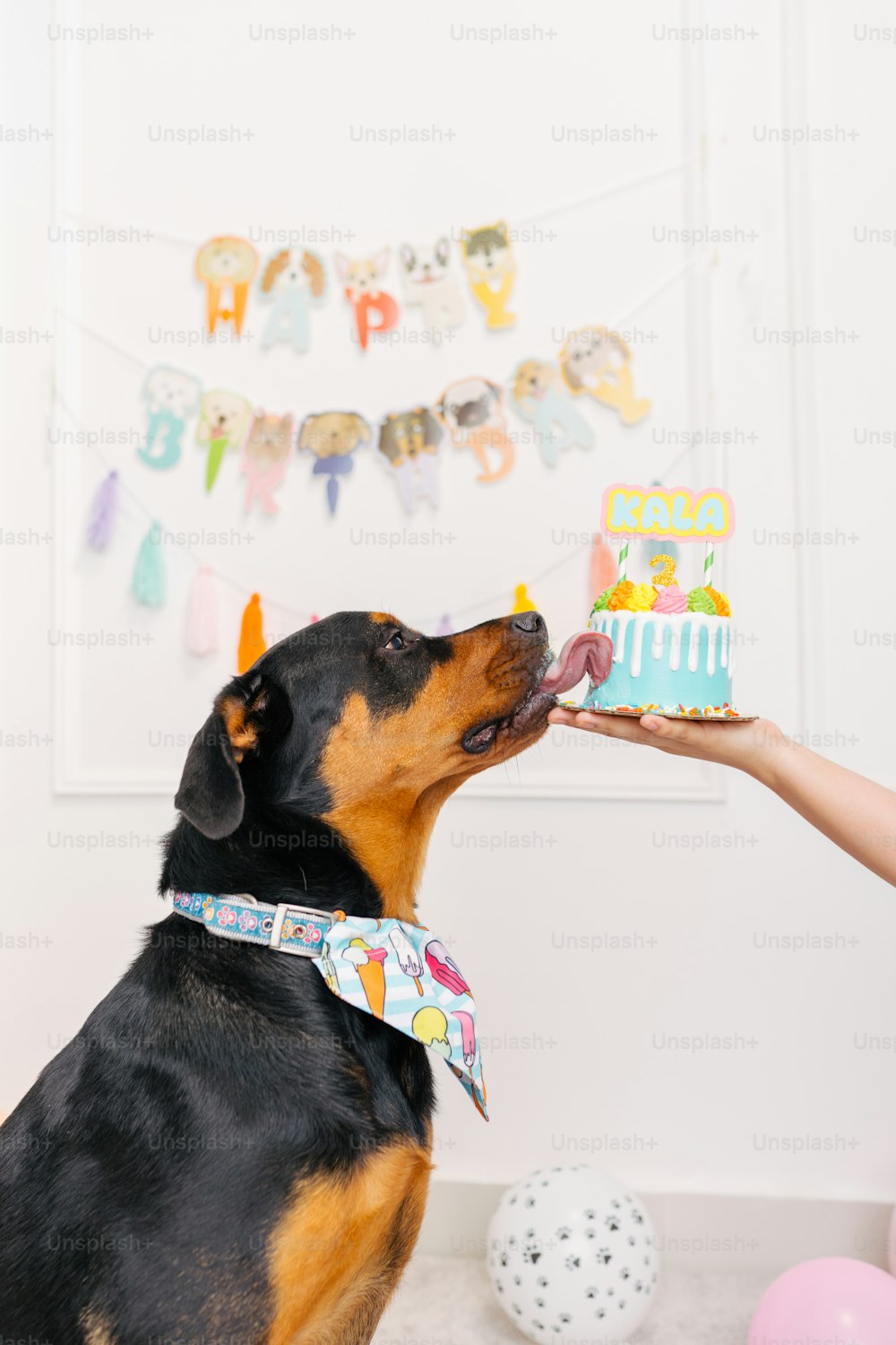 Eine Person, die einen Hund mit einem Geburtstagskuchen füttert