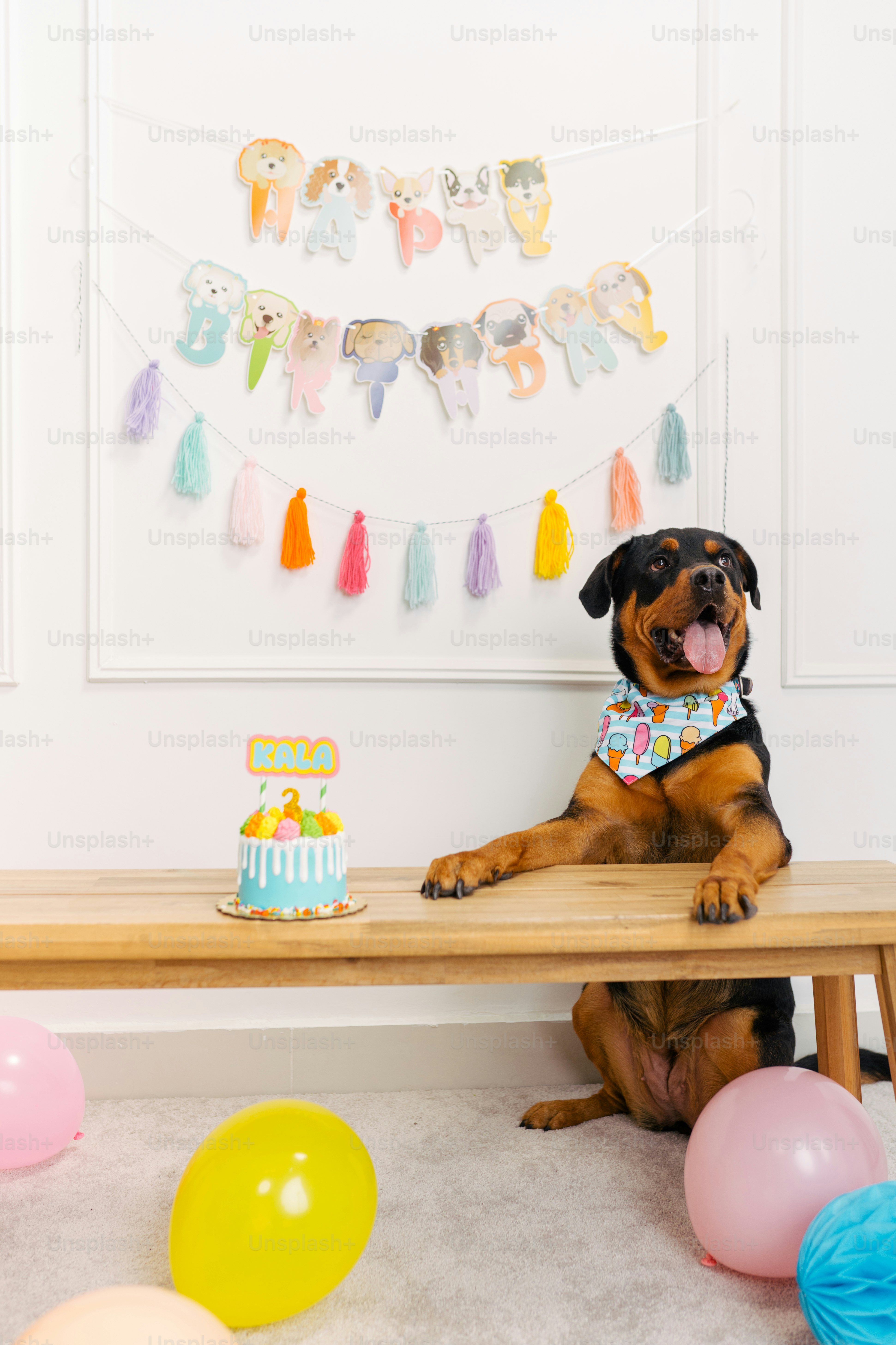 A dog sitting at a table with a birthday cake photo – Dog Image on Unsplash
