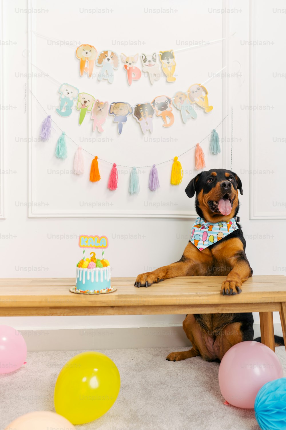 a dog sitting at a table with a birthday cake