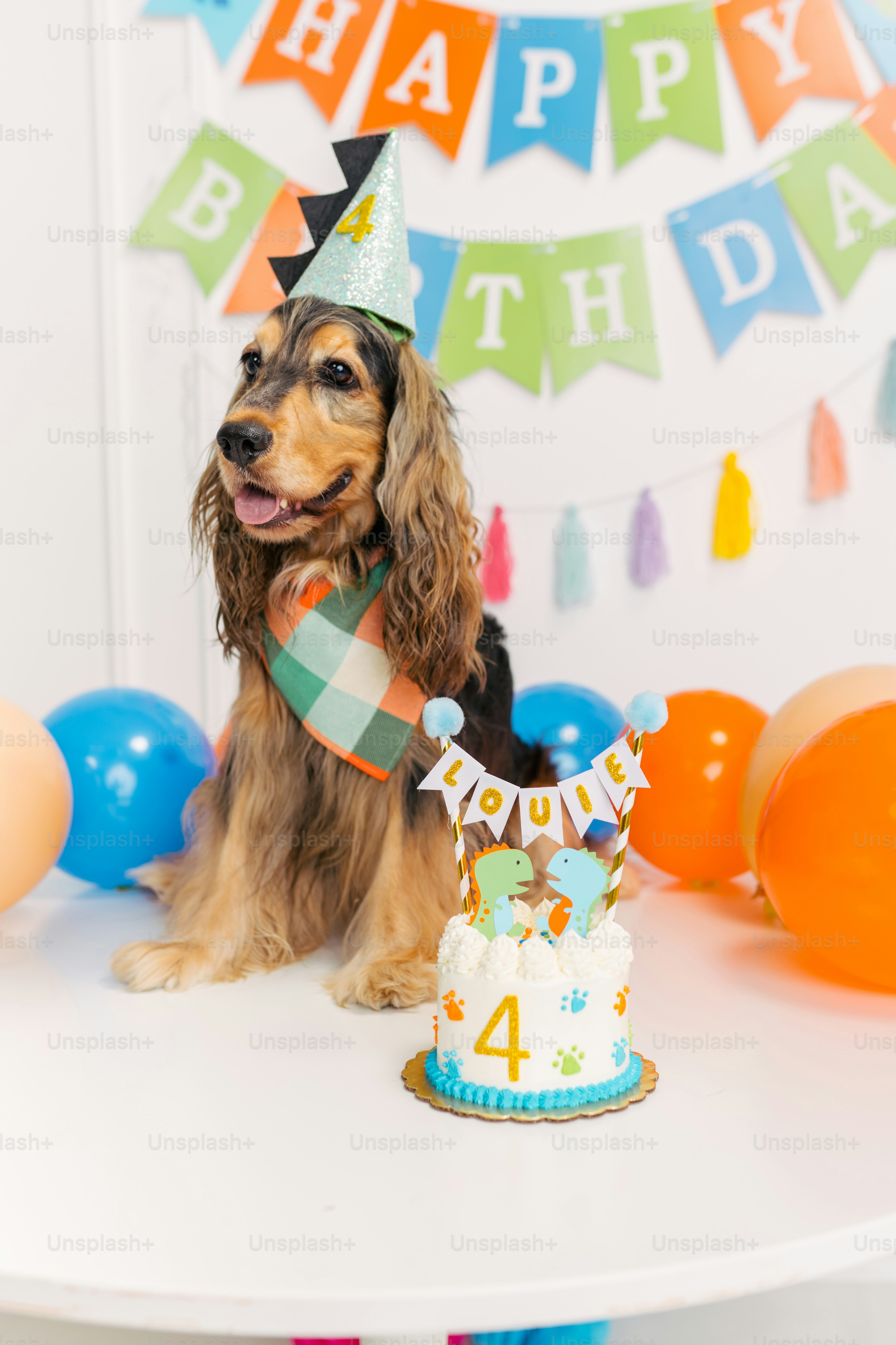 Un perro sentado frente a un pastel de cumpleaños foto – Imagen de Perro en  Unsplash, image size:3000x4500