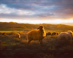緑豊かな野原で草を食む羊の群れ
