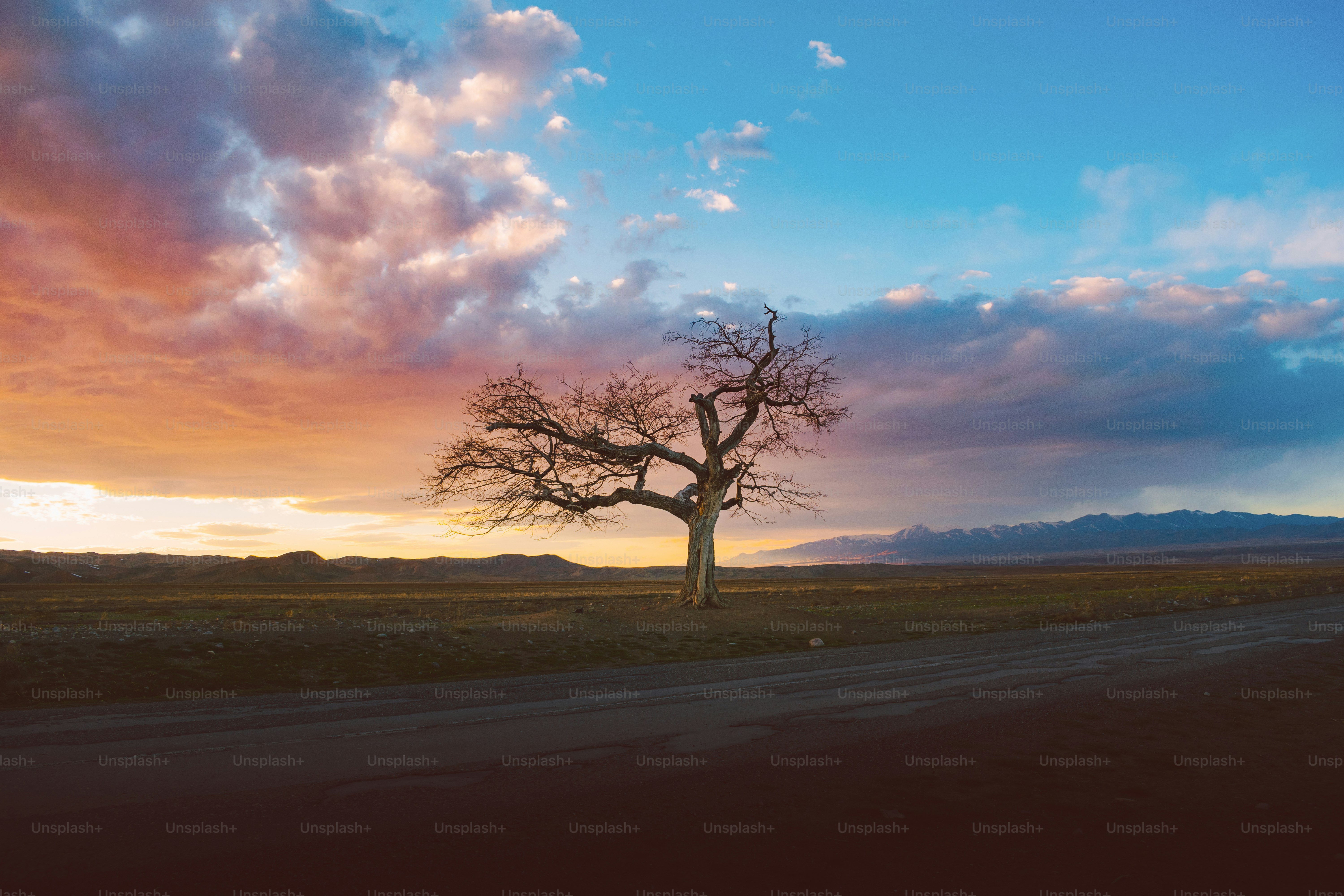 a lone tree on the side of a dirt road