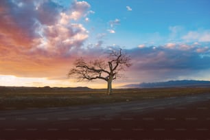 a lone tree on the side of a dirt road
