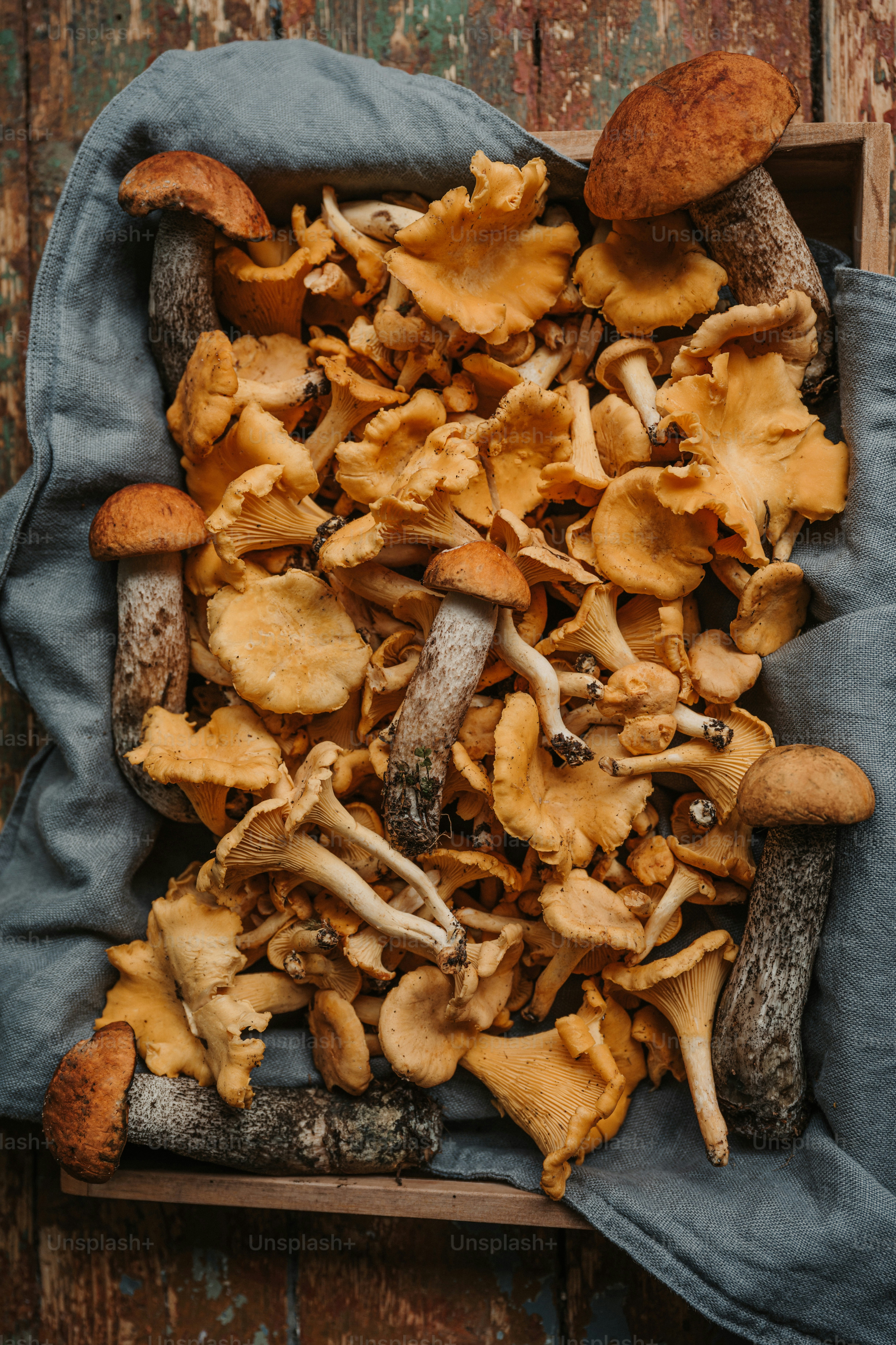 ein Bündel Pilze, die auf einem blauen Tuch sitzen