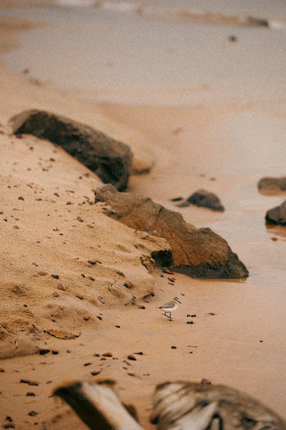 a bird standing on a sandy beach next to a body of water