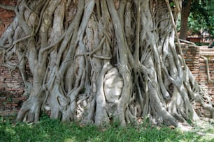 a large tree with a face carved into it