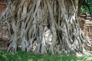 uma grande árvore com um rosto esculpido nela