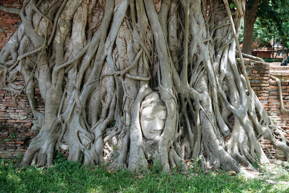 un grand arbre avec un visage sculpté dedans